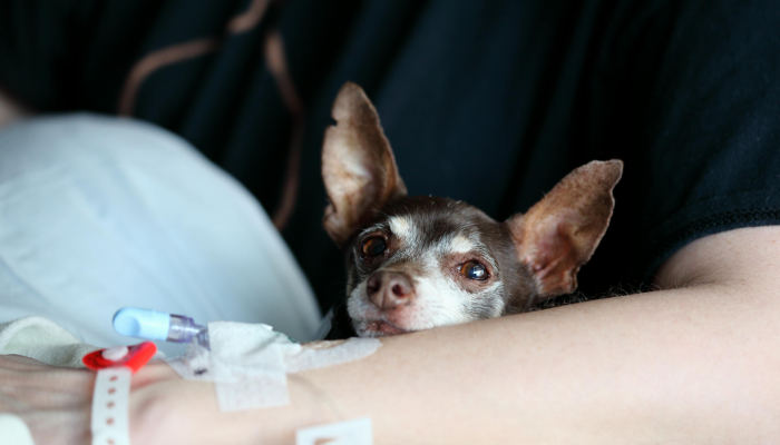 美联社前25名：乔治亚州稳居第一，奥巴马跌至第十