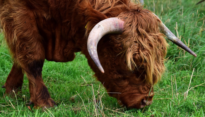 一只名叫魔力的狗被发现头部中枪现在这个“可爱的男孩”几个月后就被收养了 一只名叫魔力的狗被发现头部中枪现在这个“可爱的男孩”几个月后就被收养了