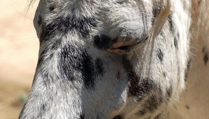 辅助神器“新鸿狐有透视挂吗”开挂(透视)辅助教程 辅助神器“新鸿狐有透视挂吗”开挂(透视)辅助教程