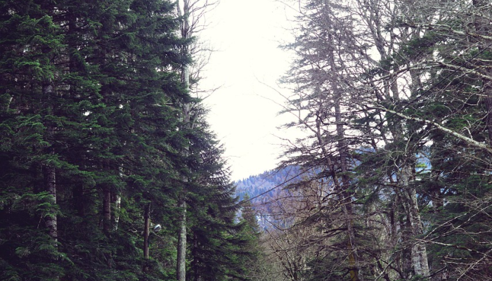 两名Cullman县的兄弟在温斯顿县的树林里被发现死亡后,几乎没有答案 两名Cullman县的兄弟在温斯顿县的树林里被发现死亡后,几乎没有答案