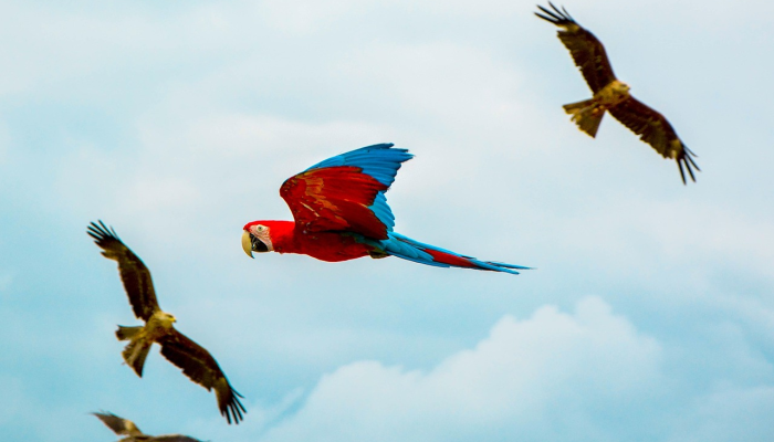 辅助神器“新青鸟拼三张开挂”(原来确实是有挂)