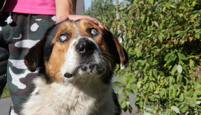 这只名叫Lilo的狗狗因为收容所的字条和无家可归的主人团聚了 这只名叫Lilo的狗狗因为收容所的字条和无家可归的主人团聚了