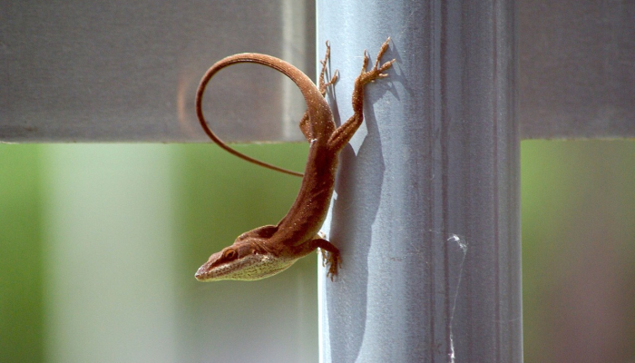 推荐一款”大唐麻将规律破解教程!详细分享装挂步骤
