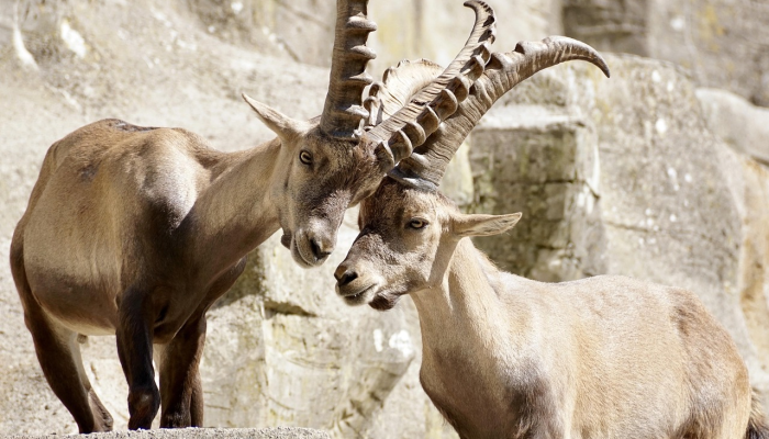饱受战争蹂躏的加沙动物园动物们忍饥挨饿 饱受战争蹂躏的加沙动物园动物们忍饥挨饿