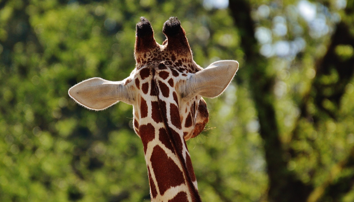 饱受战争蹂躏的加沙动物园动物们忍饥挨饿 饱受战争蹂躏的加沙动物园动物们忍饥挨饿