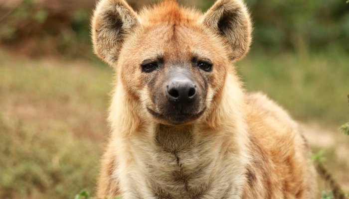 饱受战争蹂躏的加沙动物园动物们忍饥挨饿 饱受战争蹂躏的加沙动物园动物们忍饥挨饿