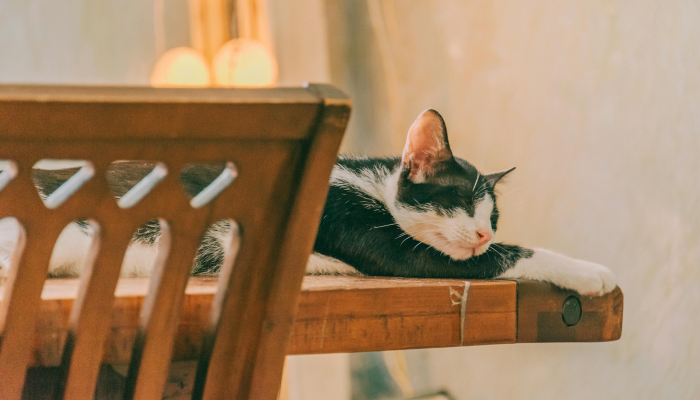 玩家辅助神器：“捉鸡麻将开挂免费软件下载!分享用挂教程