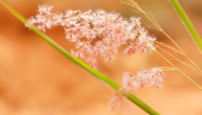 耳朵“放大”的生物100年来一直难以捉摸然后看到它在飘动 耳朵“放大”的生物100年来一直难以捉摸然后看到它在飘动