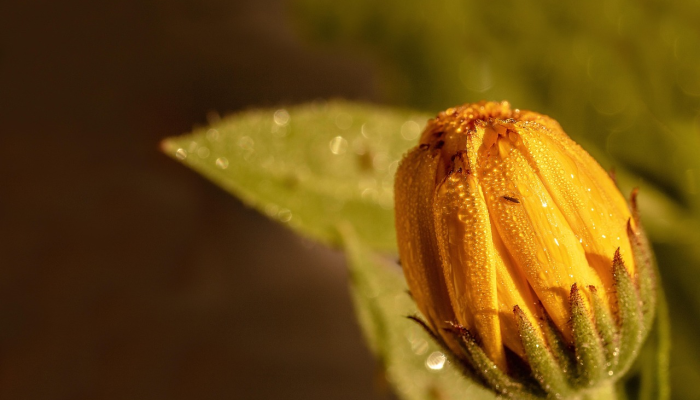 耳朵“放大”的生物100年来一直难以捉摸然后看到它在飘动 耳朵“放大”的生物100年来一直难以捉摸然后看到它在飘动