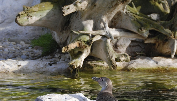 蒂加斯克纽福德鹿群的新地点 蒂加斯克纽福德鹿群的新地点