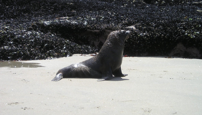 辅助神器“微乐湖北麻将万能开挂器通用版”详细开挂玩法 辅助神器“微乐湖北麻将万能开挂器通用版”详细开挂玩法