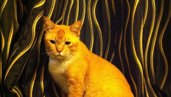 最新教你“哈狗麻将开挂是怎么开的”详细开挂玩法 最新教你“哈狗麻将开挂是怎么开的”详细开挂玩法