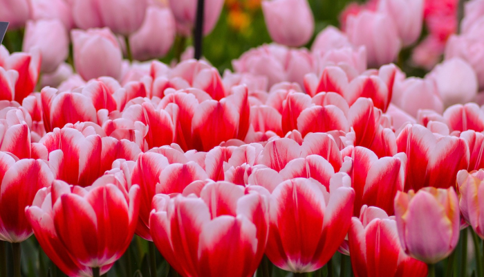 教程辅助!“爱摩罗麻将开挂神器”分享用挂教程