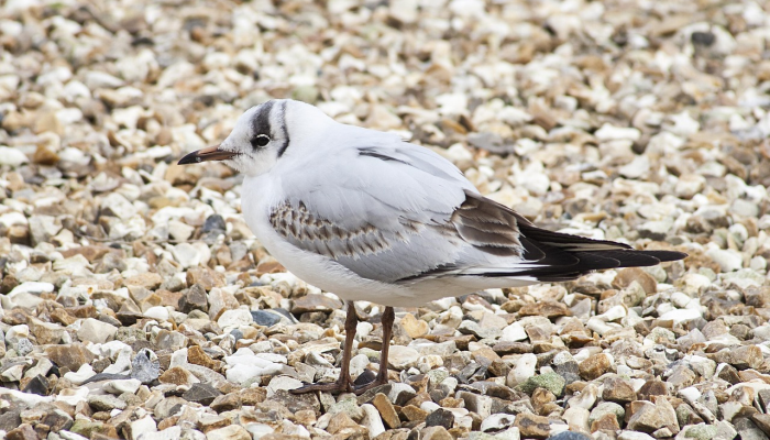 实测辅助“十三十三水比鸡挂!分享用挂教程