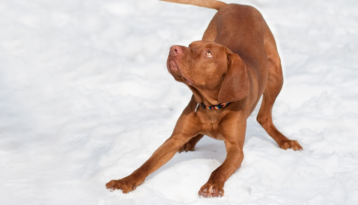 欧盟警告说，在禽流感病例激增的情况下，要把猫和狗养在家里
