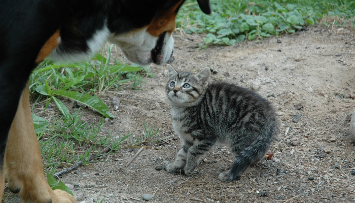 欧盟警告说，在禽流感病例激增的情况下，要把猫和狗养在家里