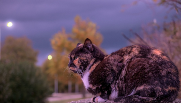 玩家辅助神器:“微乐麻将小程序万能开挂器”开挂(透视)辅助教程 玩家辅助神器:“微乐麻将小程序万能开挂器”开挂(透视)辅助教程