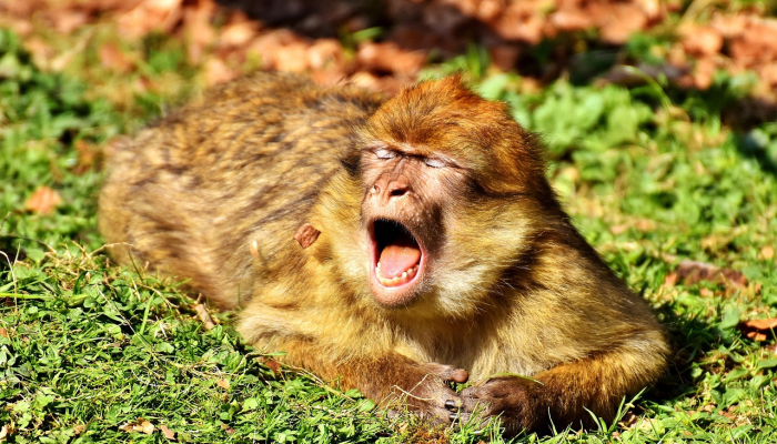 珀斯动物园的游客数量创下历史新高 珀斯动物园的游客数量创下历史新高