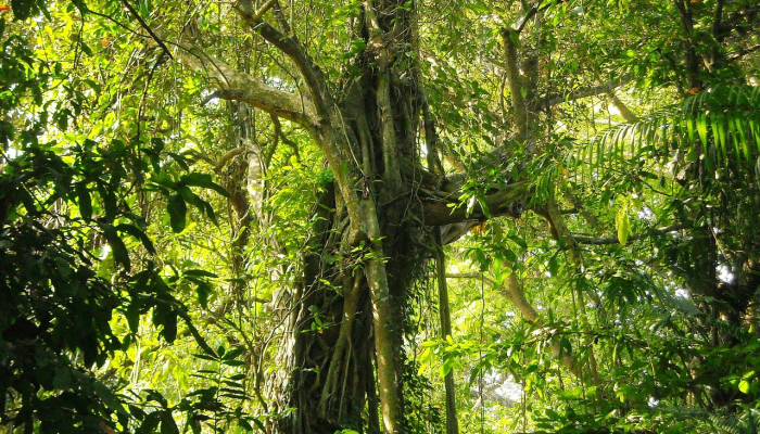 推荐一款”新鸿狐有挂吗!分享用挂教程