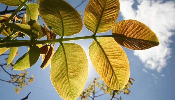 开挂辅助工具“皇豪互娱怎么开挂!分享用挂教程 开挂辅助工具“皇豪互娱怎么开挂!分享用挂教程