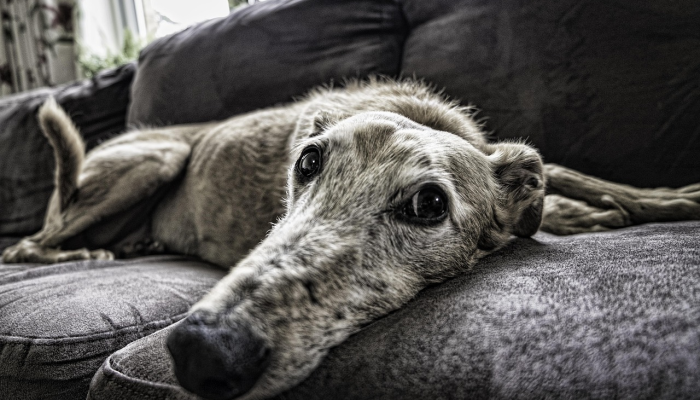 海带化石表明,海带比我们今天在海带森林中看到的动物要早得多 海带化石表明,海带比我们今天在海带森林中看到的动物要早得多