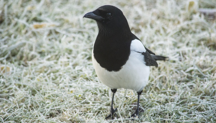 辅助神器“天天开心王国辅助”分享用挂教程