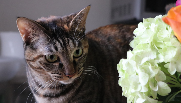 为Hello Kitty 50周年创作官方主题曲 为Hello Kitty 50周年创作官方主题曲