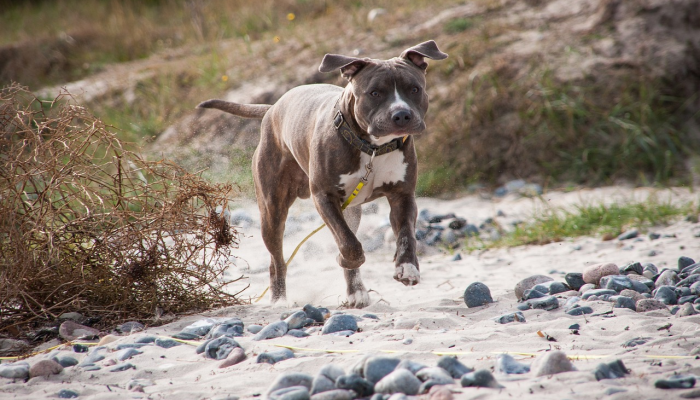 洛杉矶警察局想要机器狗我们是如何来到这里的? 洛杉矶警察局想要机器狗我们是如何来到这里的?