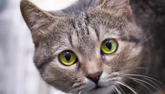 万能开挂辅助“天天福建十三张有挂吗”其实确实有挂 万能开挂辅助“天天福建十三张有挂吗”其实确实有挂