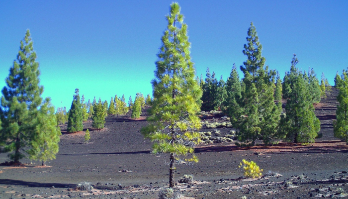 官员表示,特内里费岛的野火是人为引起的 官员表示,特内里费岛的野火是人为引起的