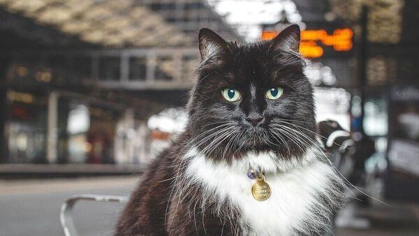 Fans mourn death of railway station cat and internet sensation Felix