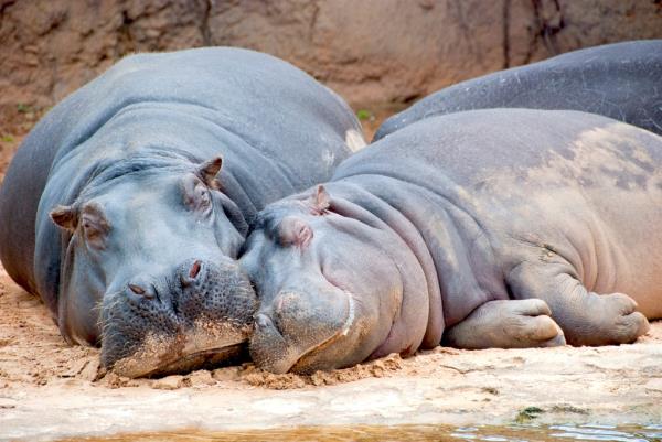 伊拉克能源部宣布由于天然气短缺损失4000兆瓦 伊拉克能源部宣布由于天然气短缺损失4000兆瓦