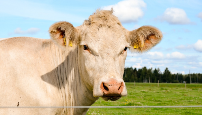 推荐一款”微乐海南麻将外卦神器下载!分享用挂教程 推荐一款”微乐海南麻将外卦神器下载!分享用挂教程