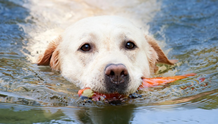 玩家必看教程“德扑之星到底有没有挂”(原来确实是有挂) 玩家必看教程“德扑之星到底有没有挂”(原来确实是有挂)