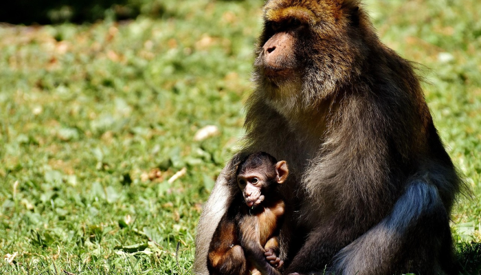 辅助神器“吉祥填大坑辅助器免费下载”分享用挂教程