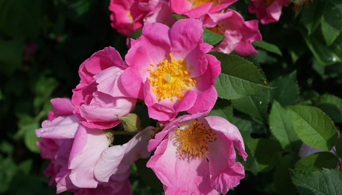 最新教你“中至上饶麻将开挂神器”其实确实有挂 最新教你“中至上饶麻将开挂神器”其实确实有挂