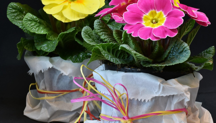 野村证券(Nomura)预计，由于宏观经济强劲、通胀缓解、收益改善，Nifty今年将上涨12%