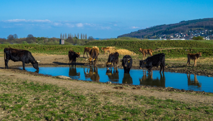 可用版本“网易棋牌如何开挂亲友房怎么开挂”(原来确实是有挂) 可用版本“网易棋牌如何开挂亲友房怎么开挂”(原来确实是有挂)