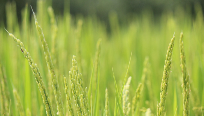 绿色能源——介于投资和回报之间 绿色能源——介于投资和回报之间