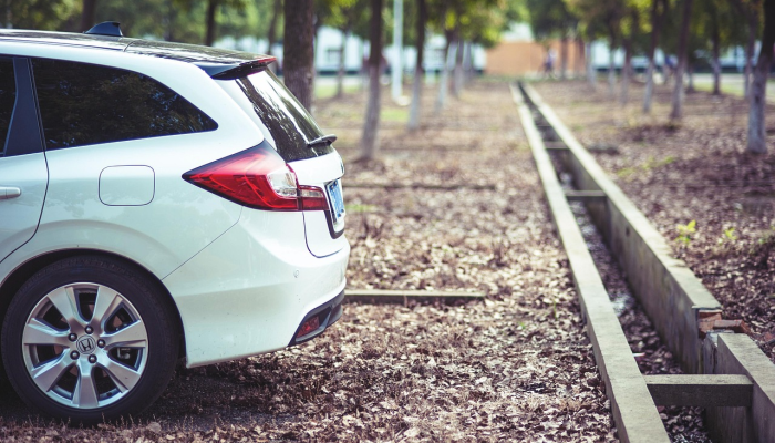 小镇将扩大“代理”野猫控制老鼠数量的计划 小镇将扩大“代理”野猫控制老鼠数量的计划