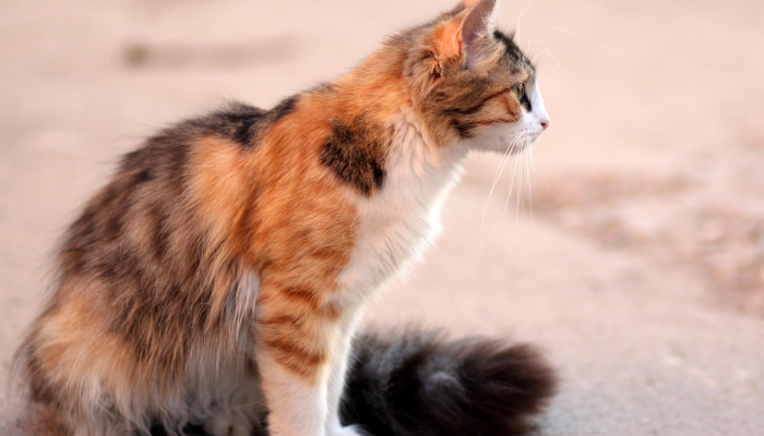 玩家必看教程“哈局八张辅助器下载”(曝光透视必备猫腻) 玩家必看教程“哈局八张辅助器下载”(曝光透视必备猫腻)