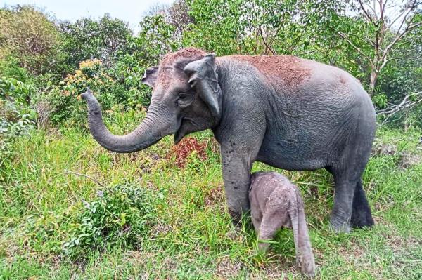在索诺玛的塞拉大道上,“恶毒”的狗咬人,引起了人们的投诉 在索诺玛的塞拉大道上,“恶毒”的狗咬人,引起了人们的投诉