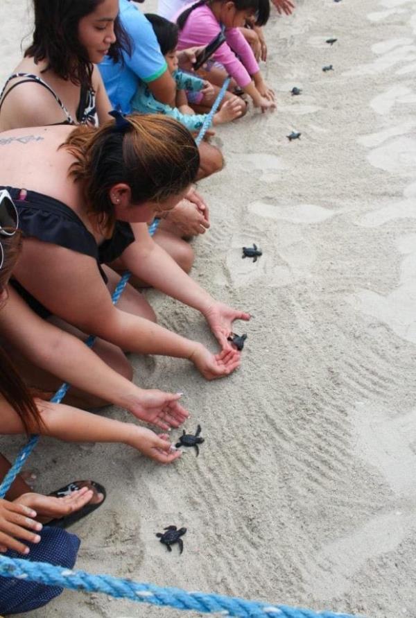 65只小海龟被释放到苏比克湾