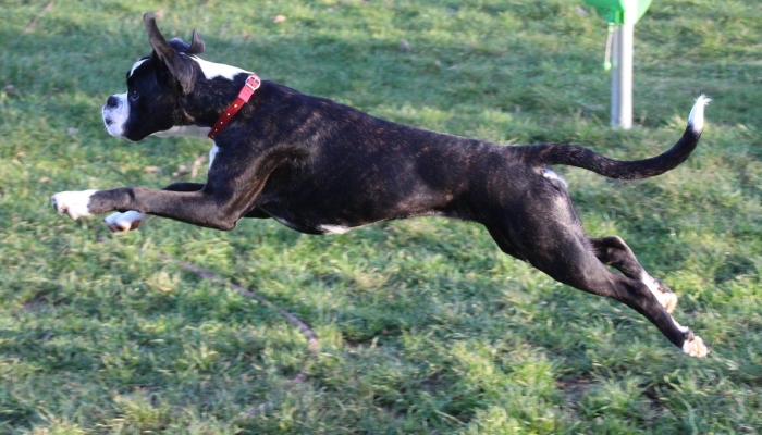 玩家辅助神器：“哈狗游戏开挂辅助软件”详细开挂玩法