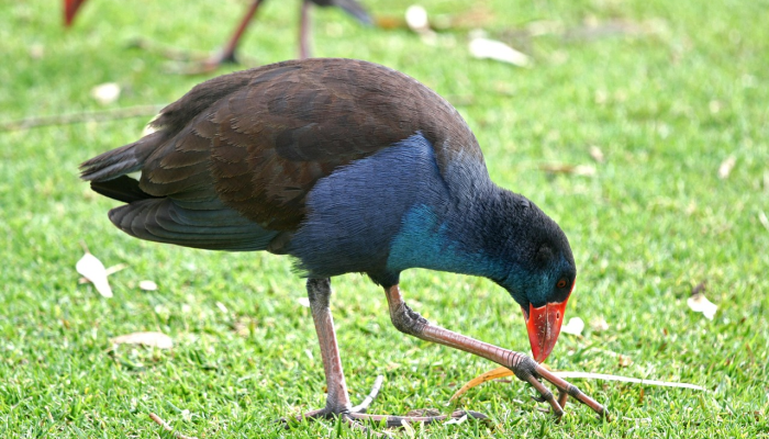 玩家必看教程“微乐广西麻将万能开挂器通用版”(曝光透视必备猫腻)