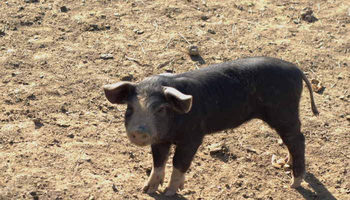 气候变化阻碍了法国牡蛎养殖