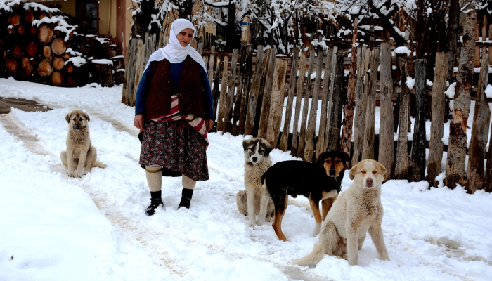 来认识一下治疗犬杜克吧：想当表演犬的人喜欢安慰别人