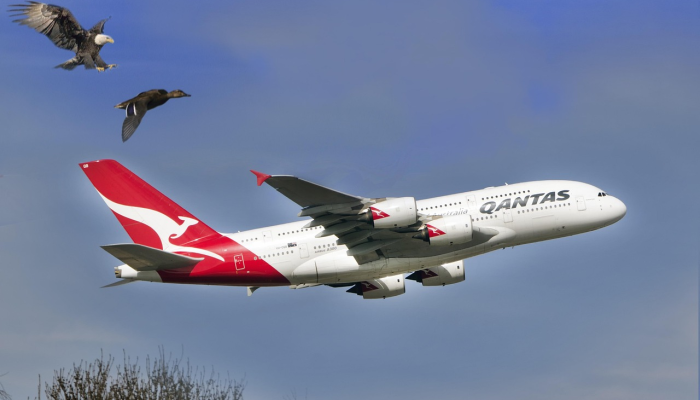 澳航首席执行官因航空公司面临争议而提前退休