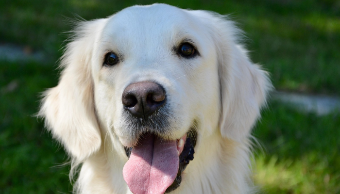 德克萨斯警方称，76岁的老人被两只狗残忍袭击“我以为他要死了”