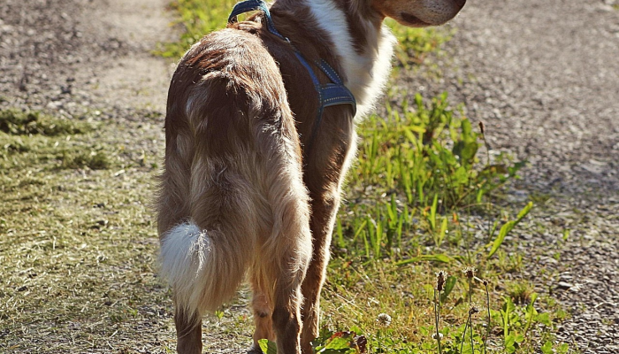 德克萨斯警方称，76岁的老人被两只狗残忍袭击“我以为他要死了”